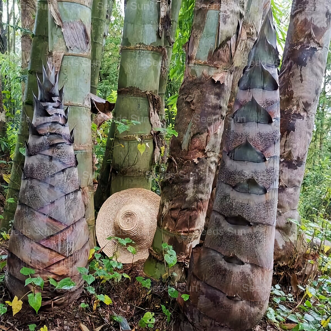 【Vzácné druhy】Semena obřího dračího bambusu