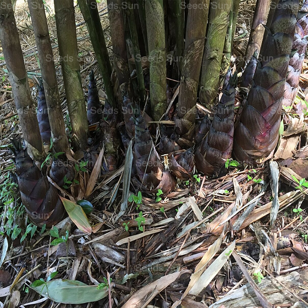 【Vzácné druhy】Semena obřího dračího bambusu