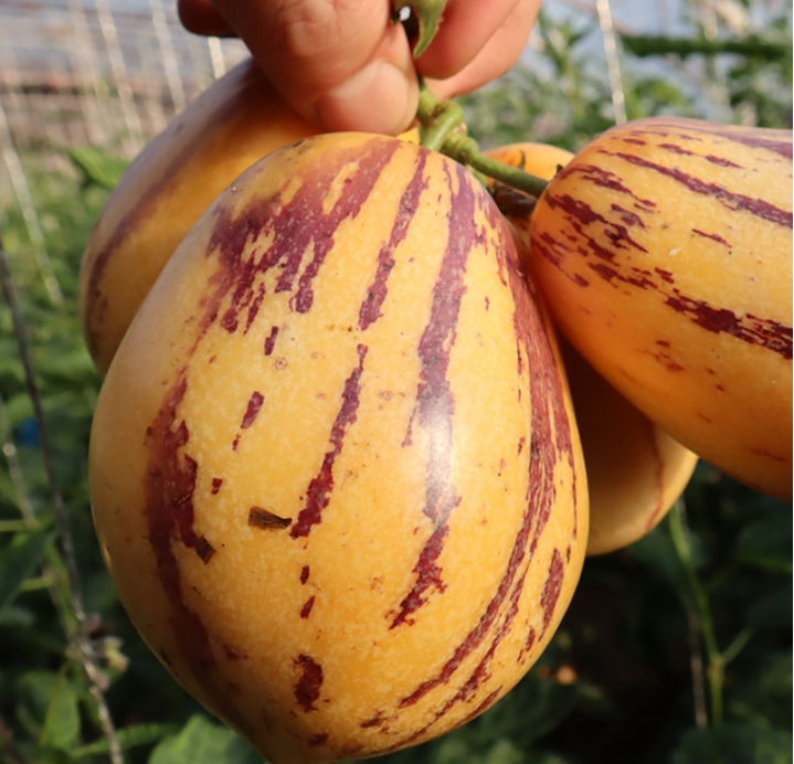 🎁 Sleva 50 % 🍐🍐 Semínka Pepinos (Hruškomeruňka)