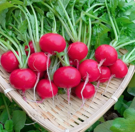 🎁Červená ředkvičková semínka