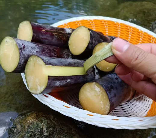 🌱 Vysoce výnosná semena cukrové třtiny - snadné přežití a růst, ideální pro domácí pěstování ovoce