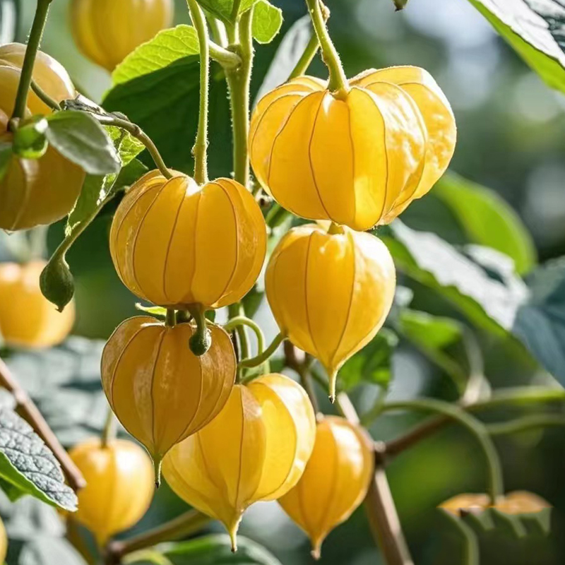 Semena krémové dívčího ovoce