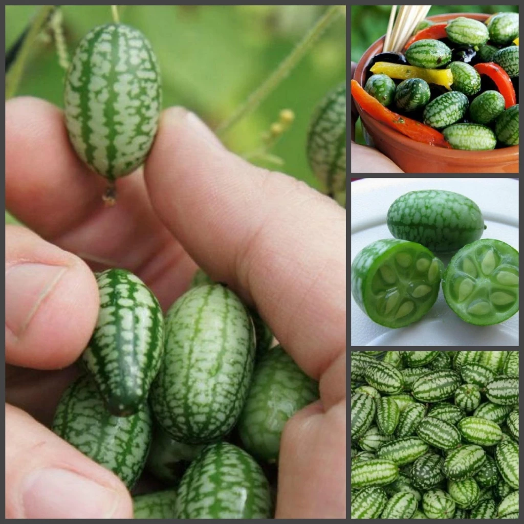 🔥 50% Sleva 🎁🍉 Semínka palcové melounu