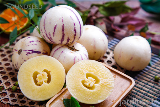 🎁 Sleva 50 % 🍐🍐 Semínka Pepinos (Hruškomeruňka)