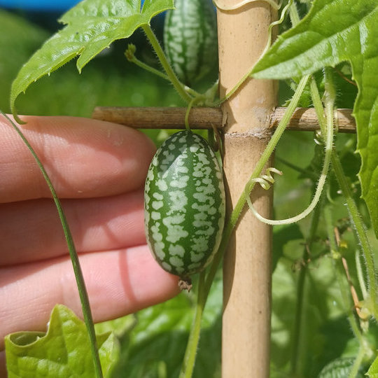 🔥 50% Sleva 🎁🍉 Semínka palcové melounu