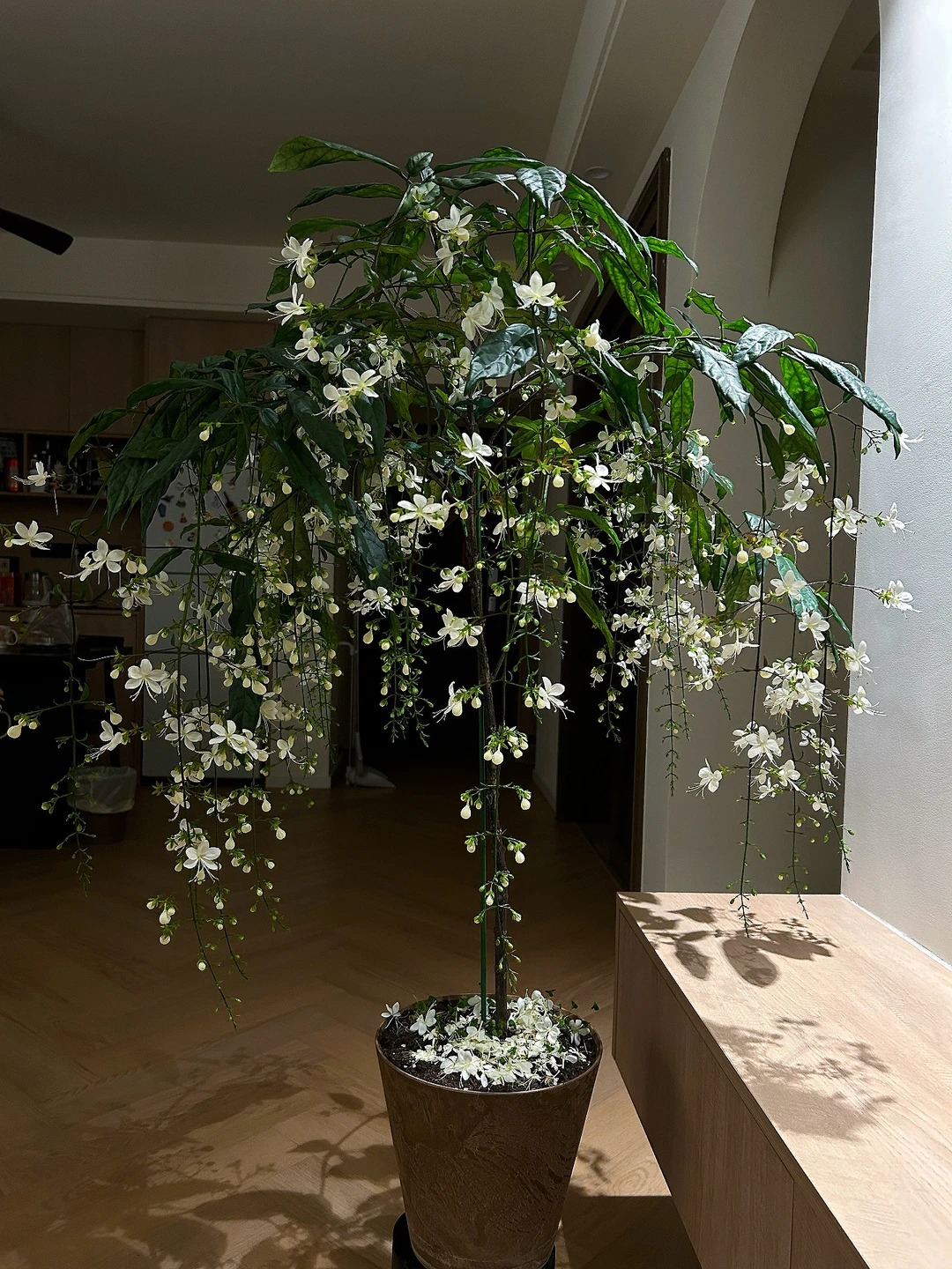 🏆 Více než 75 000 prodáno! 🌿❄️ Semena jasmínu Midnight Perfume – zimní výsadba, trvalé kvetení a elegantní vůně vaší zahrady 🌸