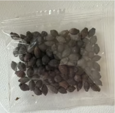 🏆 Více než 75 000 prodáno! 🌿❄️ Semena jasmínu Midnight Perfume – zimní výsadba, trvalé kvetení a elegantní vůně vaší zahrady 🌸