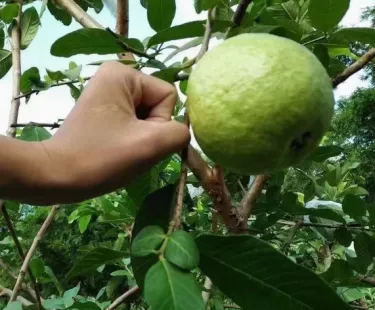 🍈 Semena červené guavy (červené srdce) 🌿