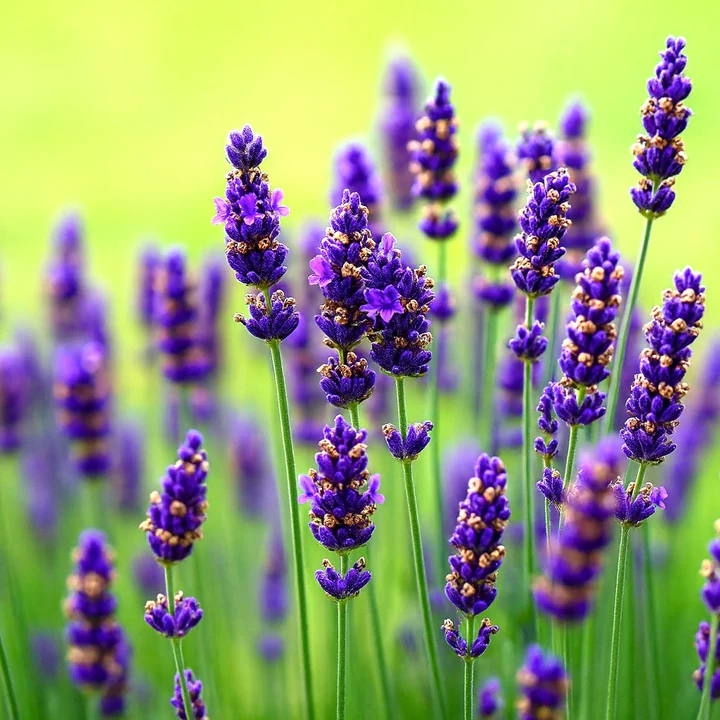 🌿 Semínka levandule — Vytvořte si vlastní aromatickou zahradu doma 💜 ✅