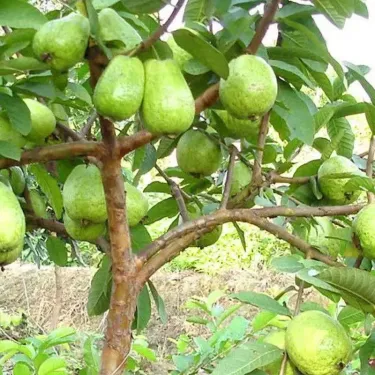 🍈 Semena červené guavy (červené srdce) 🌿