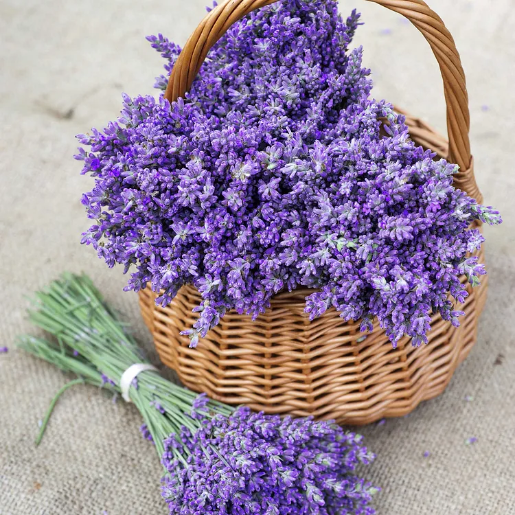 🌿 Semínka levandule — Vytvořte si vlastní aromatickou zahradu doma 💜 ✅