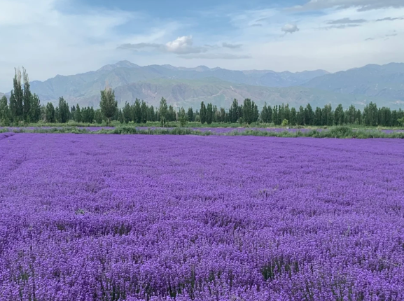 🌿 Semínka levandule — Vytvořte si vlastní aromatickou zahradu doma 💜 ✅