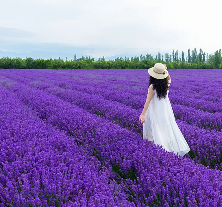 🌿 Semínka levandule — Vytvořte si vlastní aromatickou zahradu doma 💜 ✅