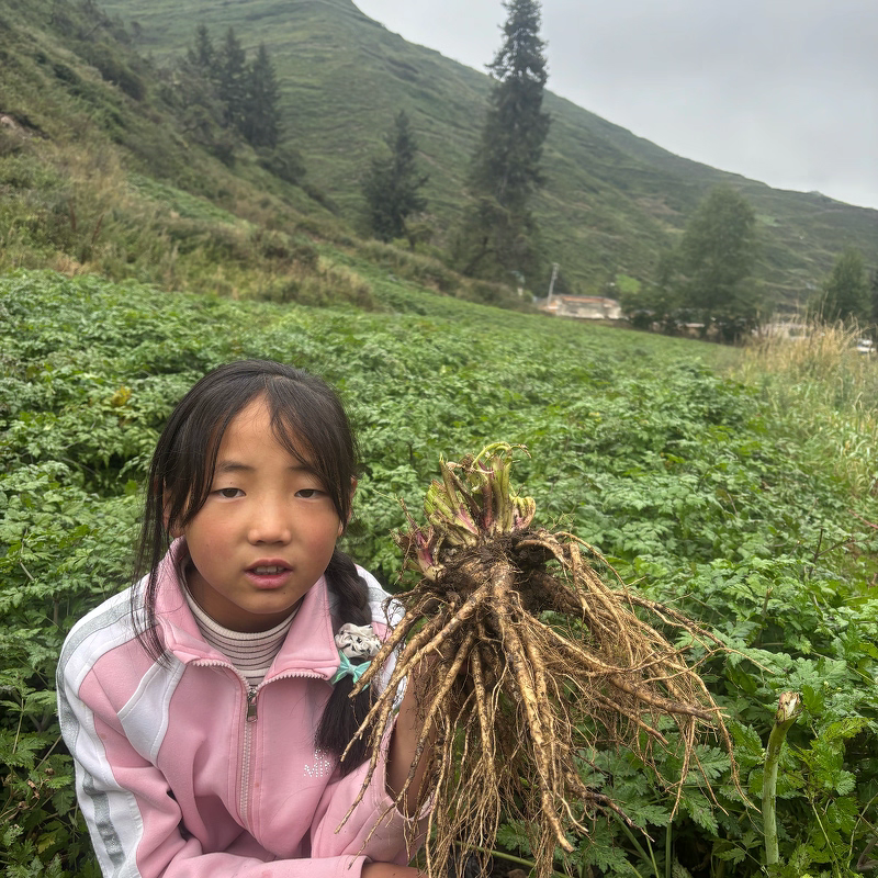 Premium Dang Gui Slices (Angelica Sinensis Root) - Chinese Herbal Supplement