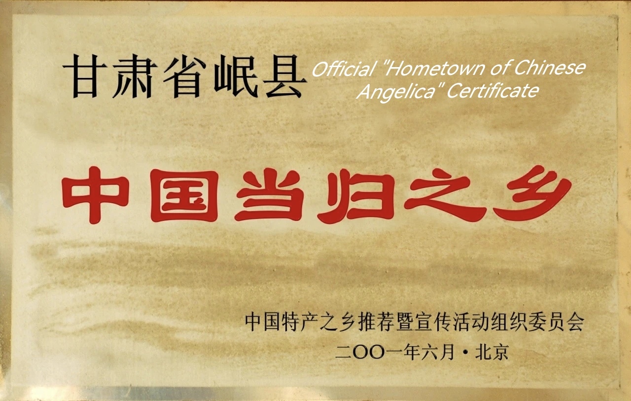 Premium Dang Gui Slices (Angelica Sinensis Root) - Chinese Herbal Supplement