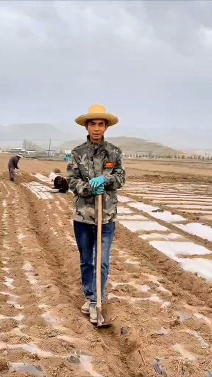 6-Time Sifted Whole Angelica Slices (Dang Gui) – Premium Grade, Uniform & Pure