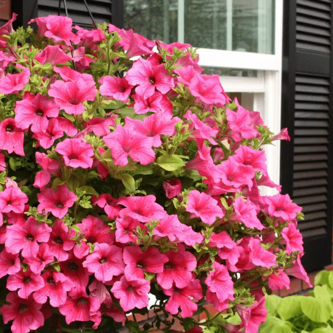 🌸Petunia magok