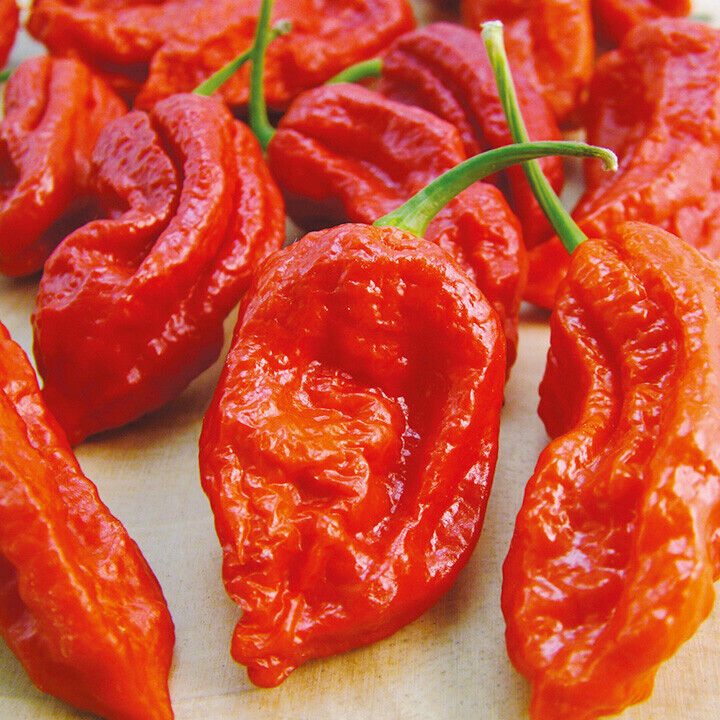 Червен димящ Ghost Pepper 2.3 грама, 8.5 грама, 1 килограм Bhut Jolokia ГОРЕЩа чили подправка на прах