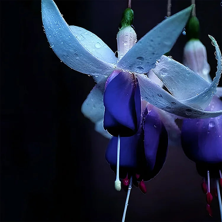 🔥Семена на издръжливи многогодишни цветя🌺Плачеща фуксия - мечтателен висящ цветен водопад