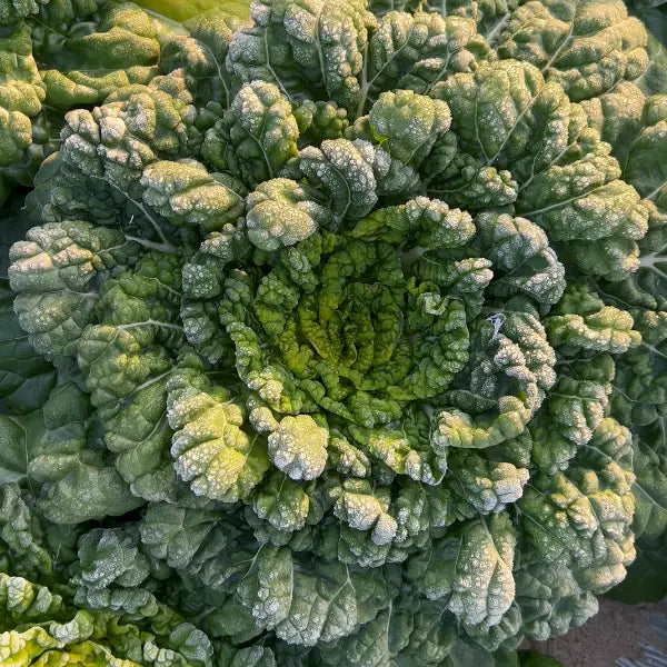 Brassica Narinosa (WuTat Choy) Seeds