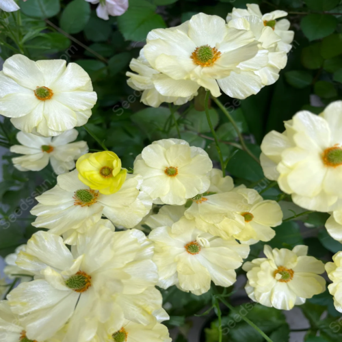 🦋 Butterfly Ranunculus vetőmag