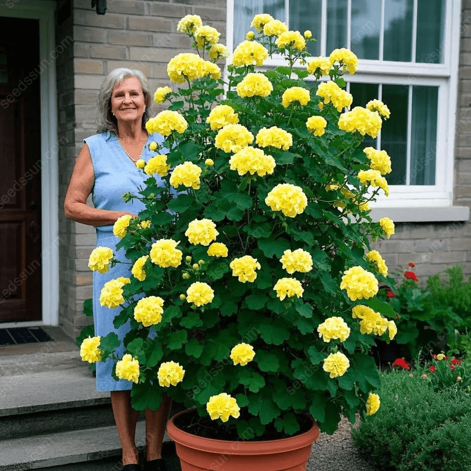 🌱 Könnyen termeszthető 🌸 Óriás kúszó muskátli magok