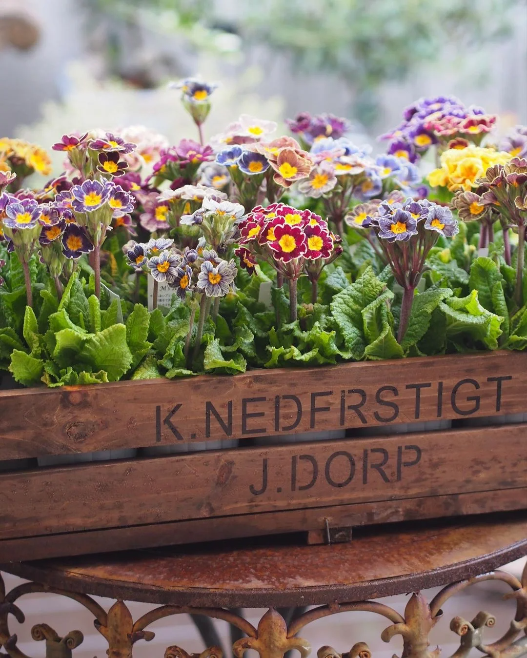 Vegyes színű kankalin magok