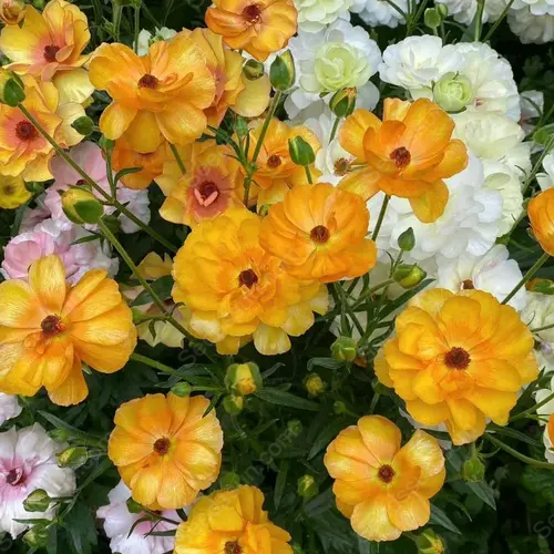 🌱Ранна пролет- лесно за отглеждане🦋 Семена от Butterfly Ranunculus