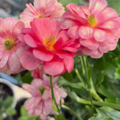 🌱Ранна пролет- лесно за отглеждане🦋 Семена от Butterfly Ranunculus