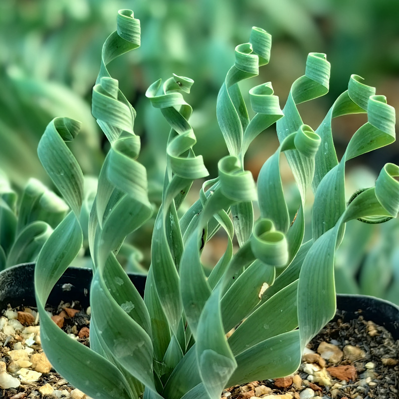 Редки пролетни тревни спираловидни сукуленти