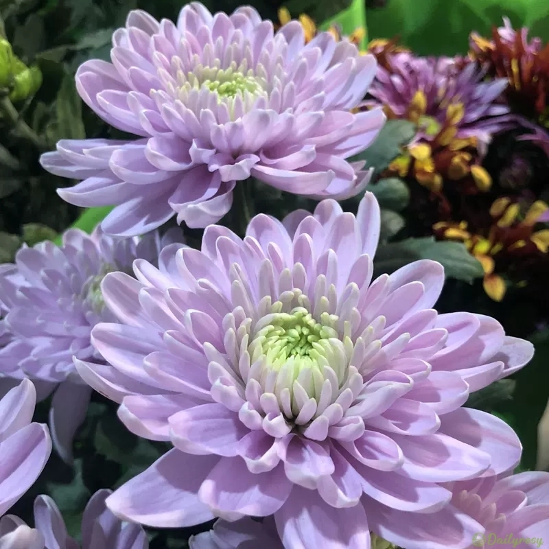 Beautiful Rare Spider Chrysanthemum 🌻 Very Easy