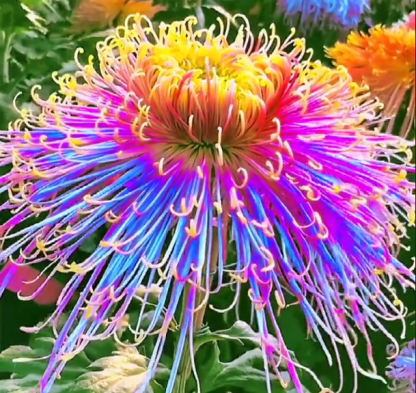 Beautiful Rare Spider Chrysanthemum 🌻 Very Easy
