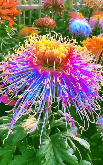 Beautiful Rare Spider Chrysanthemum 🌻 Very Easy