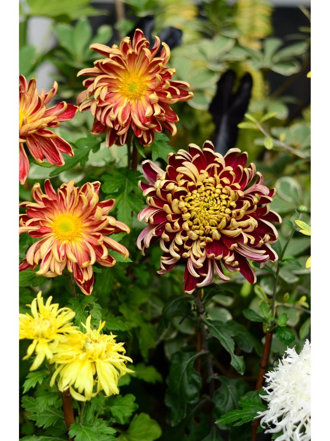 Beautiful Rare Spider Chrysanthemum 🌻 Very Easy