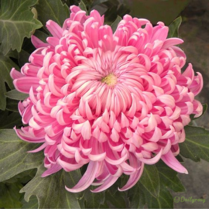 Beautiful Rare Spider Chrysanthemum 🌻 Very Easy