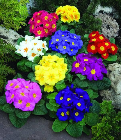 Primrose - Spring's First Bloom