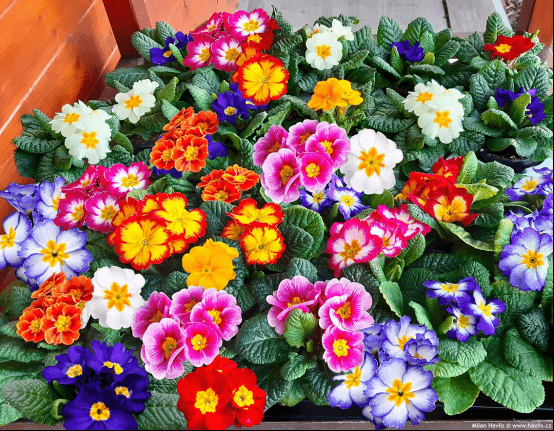 Primrose - Spring's First Bloom