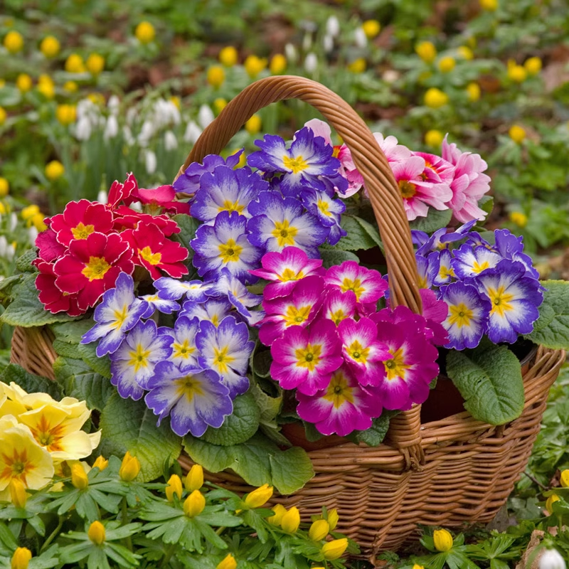 Primrose - Spring's First Bloom