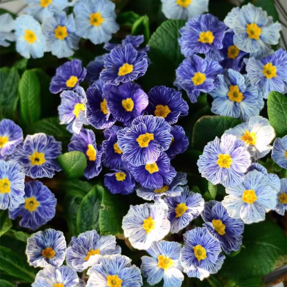 Primrose - Spring's First Bloom