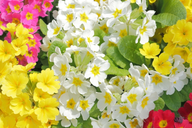 Primrose - Spring's First Bloom