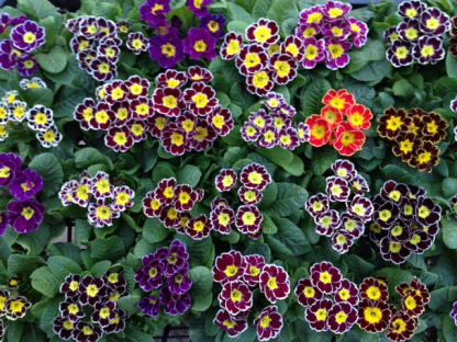 Primrose - Spring's First Bloom