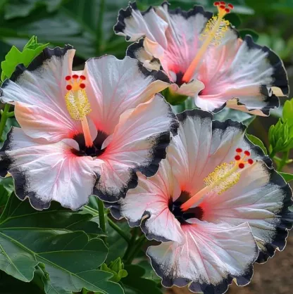 🌸Giant Hibiscus Seeds - Give your garden a new lease of life