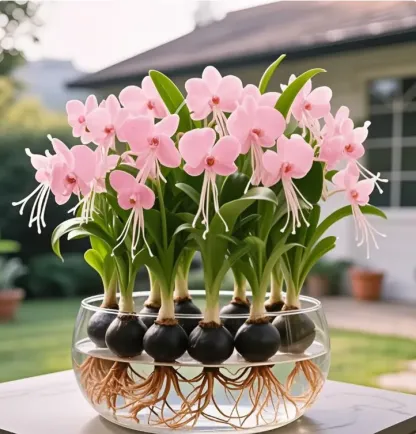 Цвете на фенер от фаленопсис