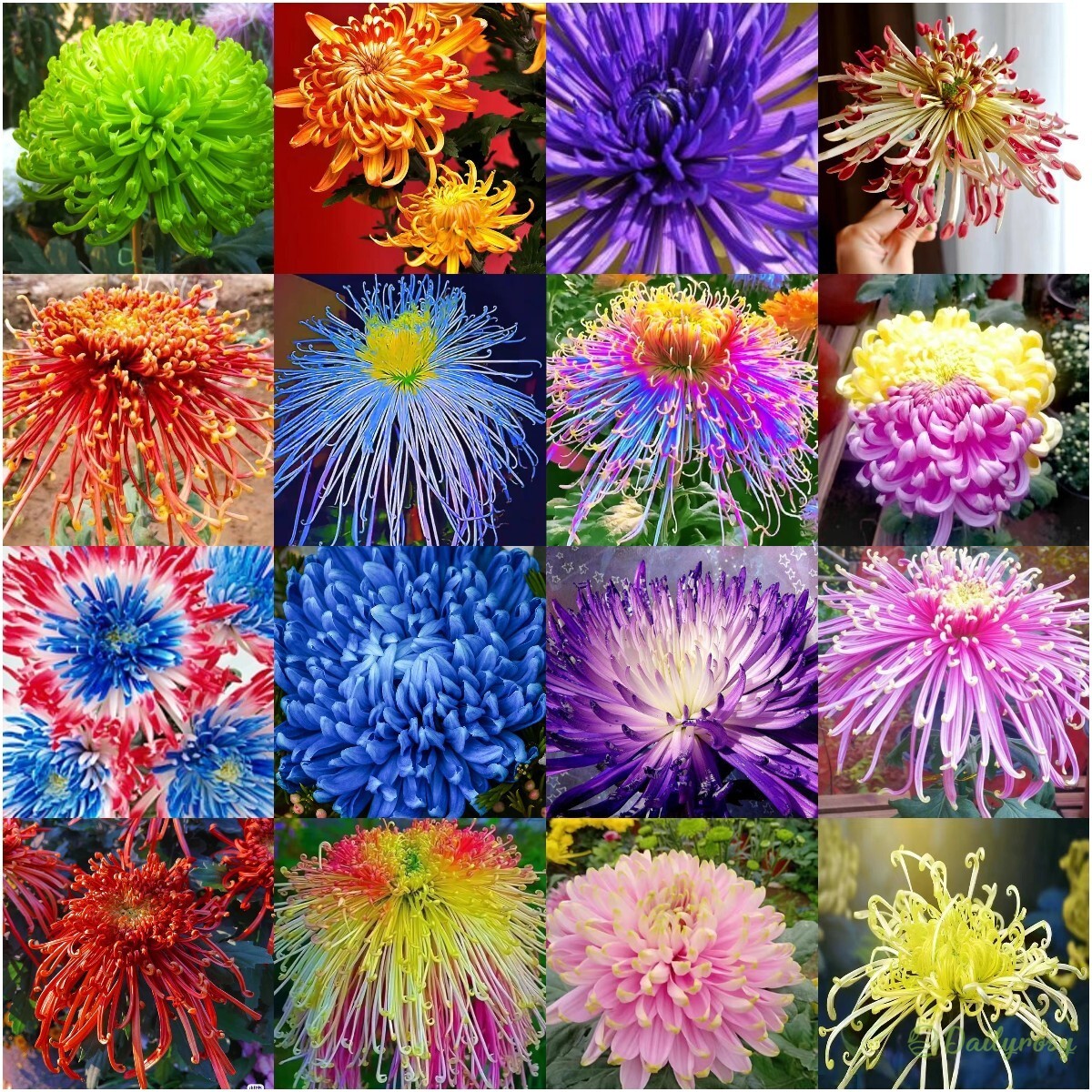 Beautiful Rare Spider Chrysanthemum 🌻 Very Easy