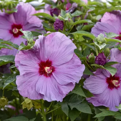 🌸Giant Hibiscus Seeds - Give your garden a new lease of life