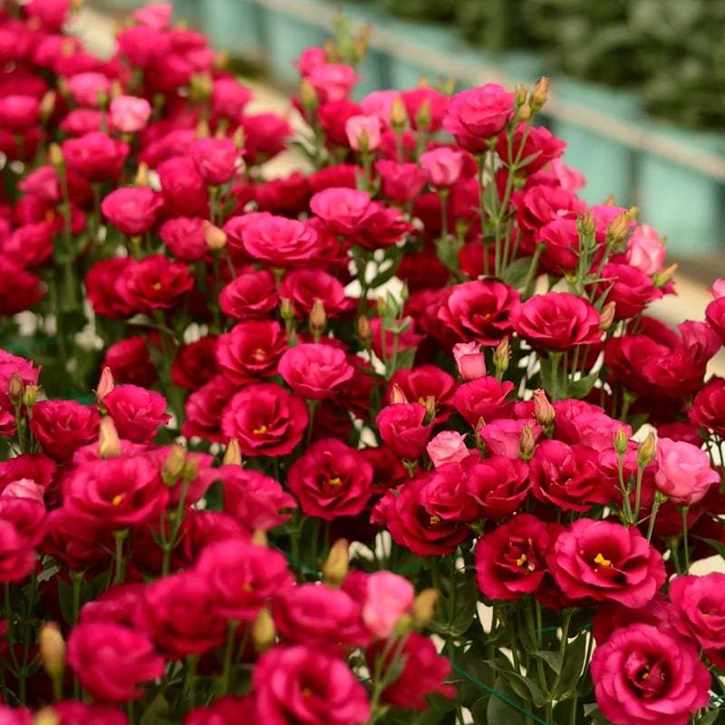 🔥Последен ден на продажба💝Eustoma Thornless Rose💐Семена от лизиантус