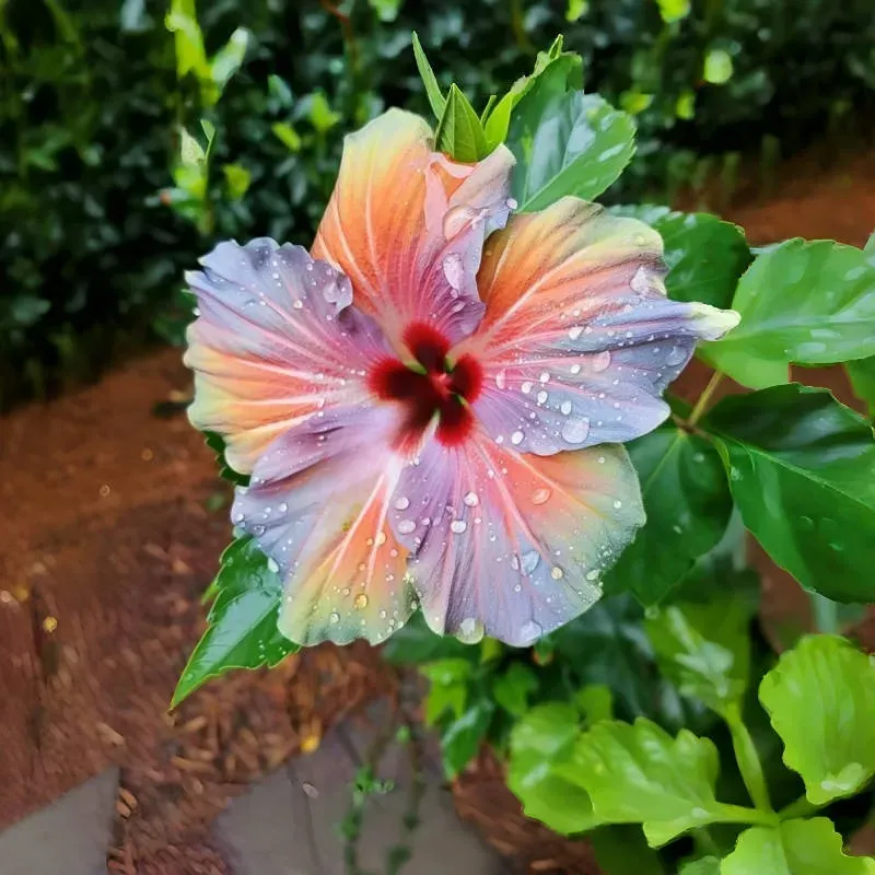 🌸Giant Hibiscus Seeds - Give your garden a new lease of life