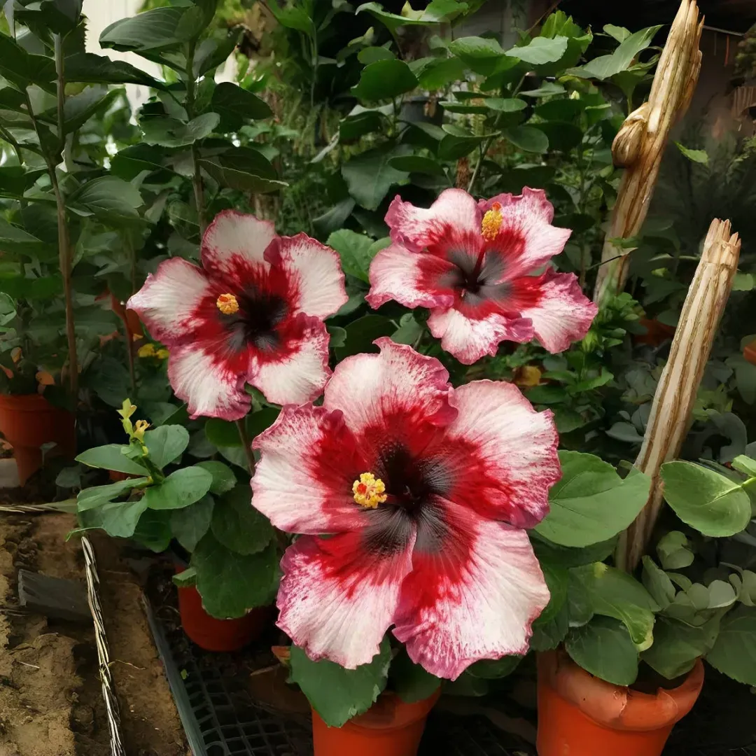 🌸Giant Hibiscus Seeds - Give your garden a new lease of life