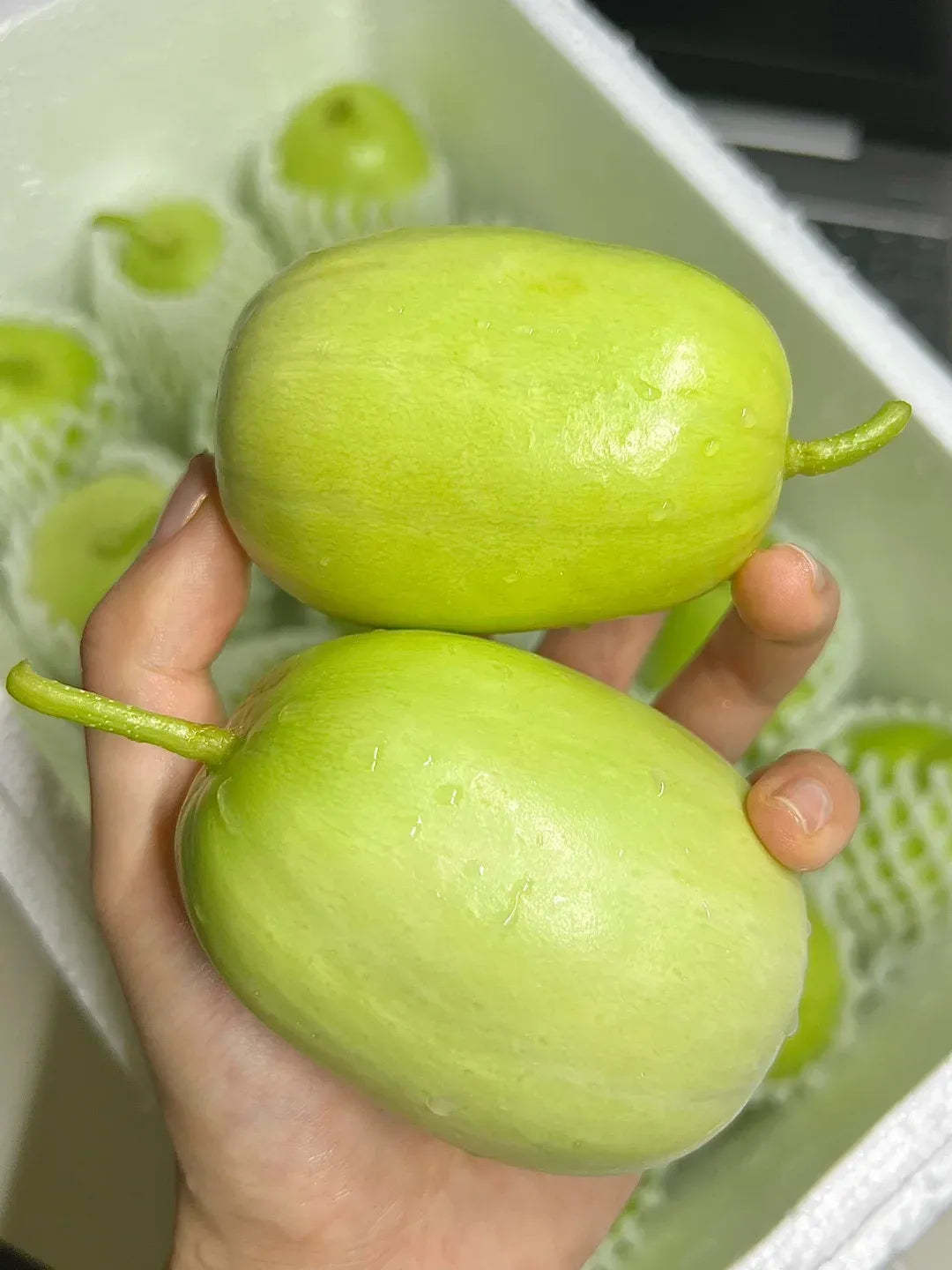 🌟 Семена от краставица Jade Lady🥒 Освежаващи, хрупкави и нежни🍃 първият избор за вкусотия!