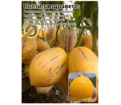🌿Семена от плод Гинсенг – лесни за отглеждане🌱